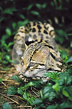 Female Ocelot, Felis pardalis laying in the jungle