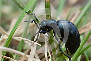 Female oil beetle, Meloe proscarabaeus on grass