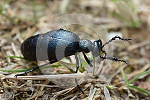 Female oil beetle, Meloe proscarabaeus on grass