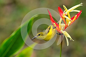Female Olive Backed Sunbird clings to Heliconia plant