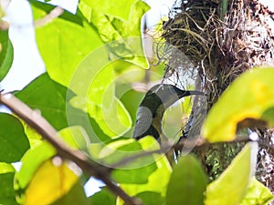 Female Olive-backed sunbird feeding her child