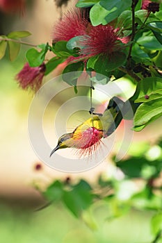 Female olive-backed sunbird hanging on red powder puff plant, Sulawesi, Indonesia