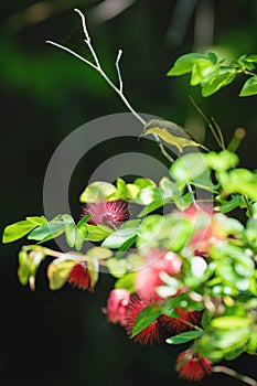 Female olive-backed sunbird sitting on red powder puff plant, Sulawesi, Indonesia