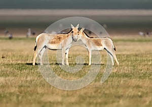 A female onager Equus hemionus with a foal stands on the golden grass.