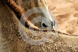 Female Onagers grooming each other