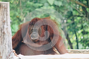 A female of the Orang Utan in Borneo, Indonesia sitting in the branch.