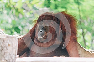 A female of the Orang Utan in Borneo, Indonesia sitting in the branch.