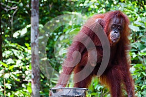 Female Orang Utang with baby in jungle of Borneo