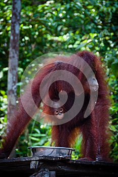 Female Orang Utang with baby in jungle of Borneo