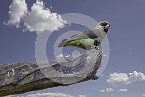 Female Orange-bellied Parrot