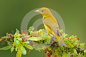 Female of Orange bird Flame-colored Tanager, Piranga bidentata. Tanager sitting on beautiful moss branch with clear background. Be