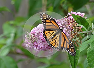 Female Orange and Black Monarch Butterfly on a Cluster of Butterfly Bush Pink Flowers