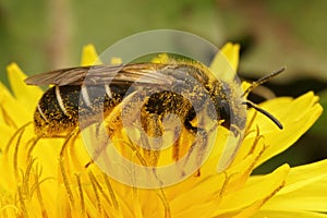 A female Orange legged furrow bee, Halictus rubicundus on a yellow dandelion