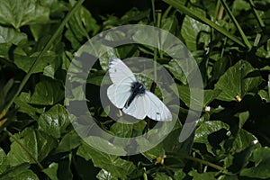 Female Orange Tip Butterfly (Anthocharis cardamines)