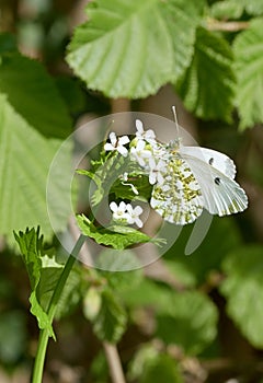 Female orange-tip butterfly Anthocharis cardamines on a green wildflower