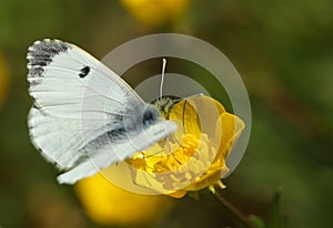 A female Orange-tip Butterfly, Anthocharis cardamines, nectaring from a Buttercup flower.