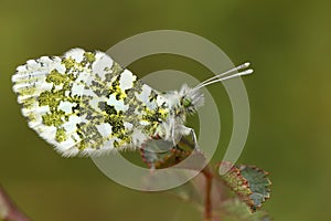 A female Orange-tip Butterfly, Anthocharis cardamines, perching on a leaf.