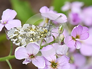 Female orange tip butterfly on flower