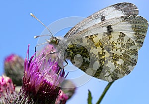 Female Orange Tip Set Against Blue Sky