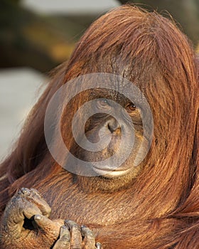 Female Orangutan