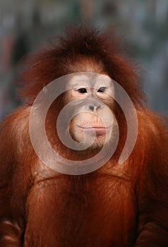 A Female Orangutan