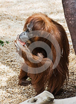 Female orangutan