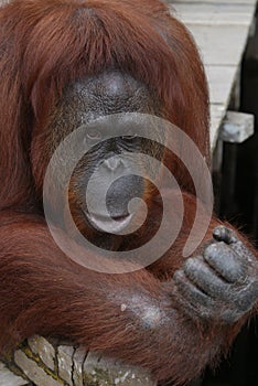 Female Orangutan