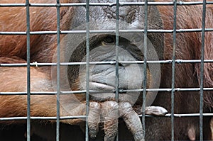 Female orangutan in animal cage feeling sad