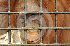 Female orangutan in animal cage feeling sad