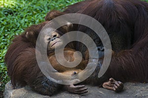 Female orangutan ape and her baby at zoo