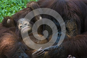 Female orangutan ape and her cute baby hugging at zoo