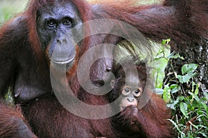 A female of the orangutan with a baby.