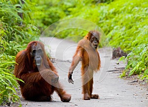 The female of the orangutan with a baby on a footpath. Funny pose. Indonesia. photo