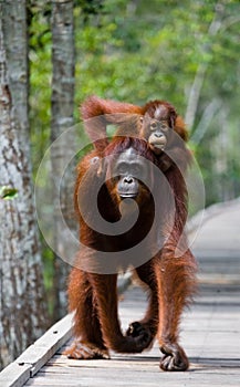 Female of the orangutan with a baby are going on a wooden bridge in the jungle. Indonesia.