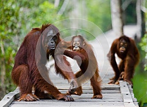 Female of the orangutan with a baby are going on a wooden bridge in the jungle. Indonesia.