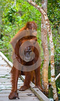 Female of the orangutan with a baby are going on a wooden bridge in the jungle. Indonesia.