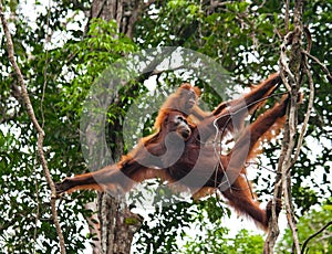 The female of the orangutan with a baby in a tree. Indonesia. The island of Kalimantan (Borneo).