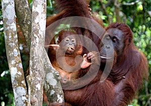 The female of the orangutan with a baby in a tree. Indonesia. The island of Kalimantan Borneo.