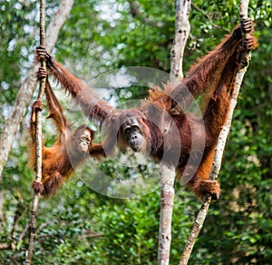 The female of the orangutan with a baby in a tree. Indonesia. The island of Kalimantan Borneo.