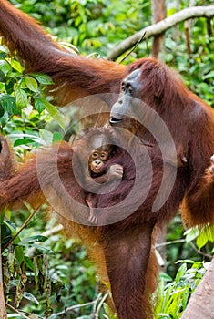 The female of the orangutan with a baby in a tree. Indonesia. The island of Kalimantan Borneo.