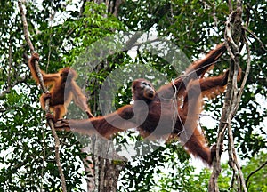 The female of the orangutan with a baby in a tree. Indonesia. The island of Kalimantan (Borneo).