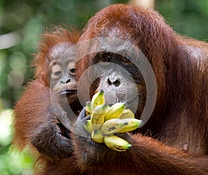 Female orangutan with a baby in the wild. Indonesia. The island of Kalimantan (Borneo).