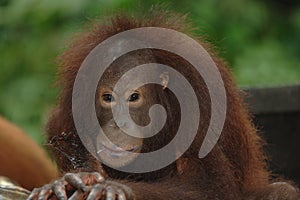 Female orangutan, borneo, asia orange monkey