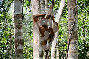 Female of the orangutan with a cub.