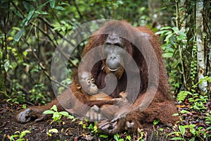 A female of the orangutan with a cub