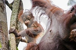 A female of the orangutan with a cub. Bornean orangutan (Pongo pygmaeus wurmmbii)