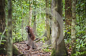 A female of the orangutan with a cub. Bornean orangutan (Pongo pygmaeus wurmmbii)
