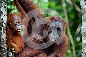 A female of the orangutan with a cub in a native habitat. Bornean orangutan (Pongo o pygmaeus wurmmbii) in the wild nature.