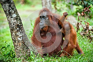 A female of the orangutan with a cub in a native habitat. Bornean orangutan (Pongo pygmaeus)