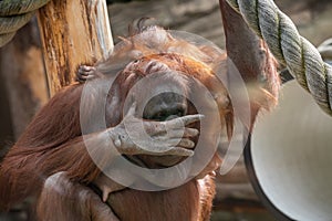 A female of the orangutan with a cub in a native habitat. Bornean orangutan Pongo o pygmaeus wurmmbii in the wild nature. photo